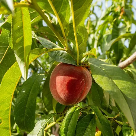 Дом отдыха Casa Manu