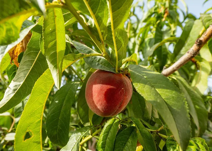 Дом отдыха Casa Manu